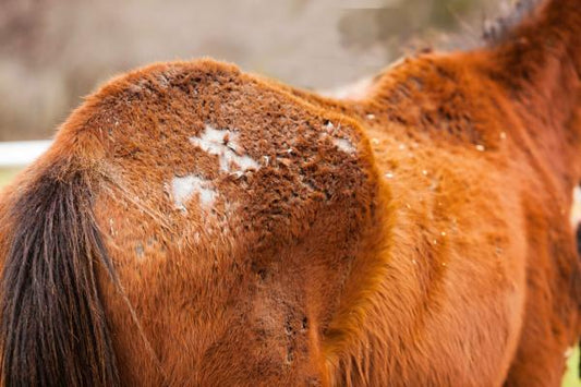 Guarire l'eczema da pioggia nei cavalli