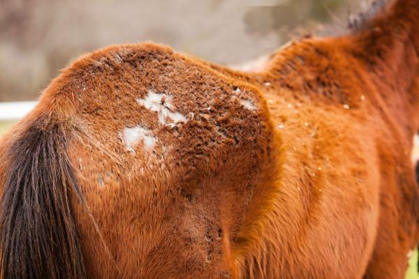 Guarire l'eczema da pioggia nei cavalli